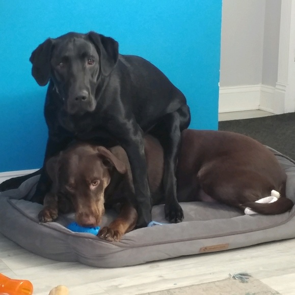 Meet your Posher, Tanya h - Picture 1 of 1